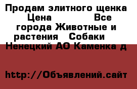 Продам элитного щенка › Цена ­ 30 000 - Все города Животные и растения » Собаки   . Ненецкий АО,Каменка д.